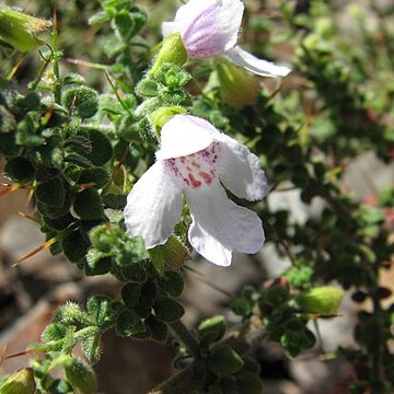 Prostanthera arapilensis unspecified picture