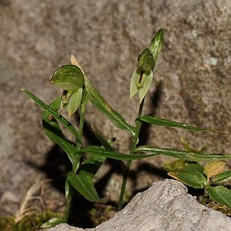 Pterostylis macilenta unspecified picture