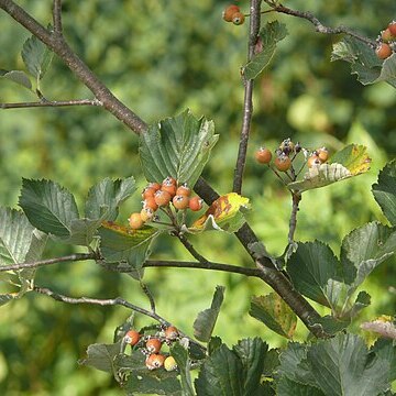 Sorbus danubialis unspecified picture