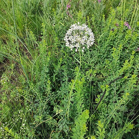 Allium decipiens unspecified picture