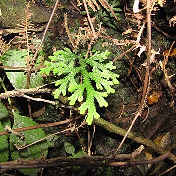 Selaginella arbuscula unspecified picture