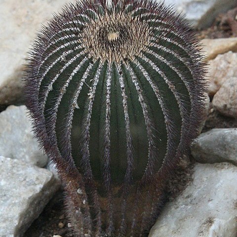 Uebelmannia pectinifera subsp. pectinifera unspecified picture