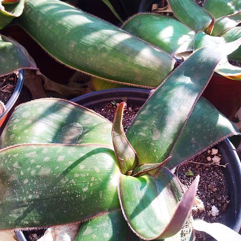 Aloe fimbrialis unspecified picture