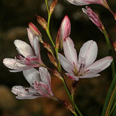 Tritonia bakeri subsp. lilacina unspecified picture