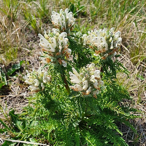 Pedicularis dasystachys unspecified picture