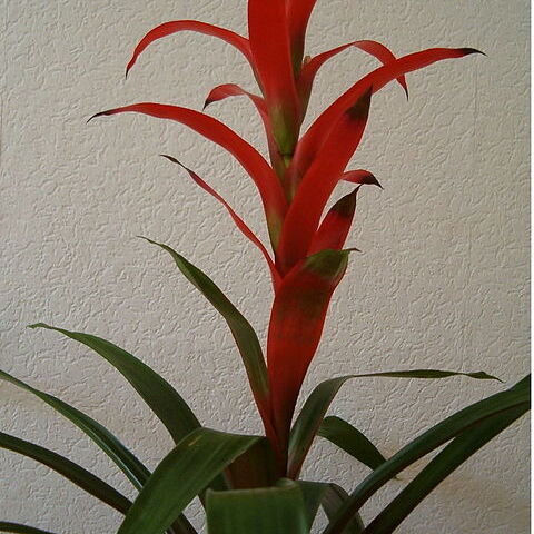 Guzmania unspecified picture