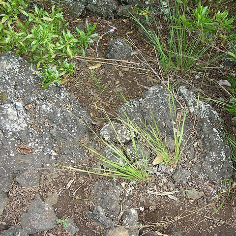 Panicum tenuifolium unspecified picture