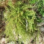 Artemisia campestris habit picture by Antonio Rey (cc-by-sa)