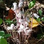 Monotropa uniflora flower picture by Lisa Smith (cc-by-sa)