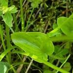 Parnassia palustris leaf picture by Nicolas Crosse (cc-by-sa)