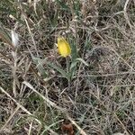 Fritillaria pudica flower picture by Becca sledgurl (cc-by-sa)