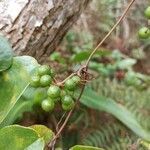 Smilax anceps fruit picture by Mathieu diomat (cc-by-sa)