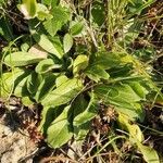 Bellis pappulosa leaf picture by Yris (cc-by-sa)