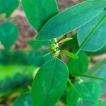 Euphorbia graminea flower picture by Manuel Aceves (cc-by-sa)