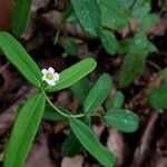 Euphorbia corollata habit picture by Rick D (cc-by-sa)