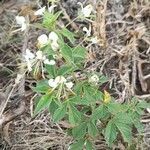 Cleome aculeata habit picture by Trap Hers (cc-by-sa)