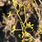 Bupleurum rigidum fruit picture by Diego Alex (cc-by-sa)