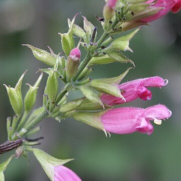 Salvia karwinskii unspecified picture