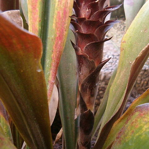 Pitcairnia atrorubens unspecified picture