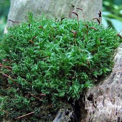 Atrichum undulatum unspecified picture