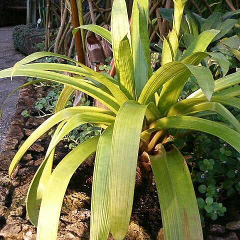 Guzmania rubrolutea unspecified picture