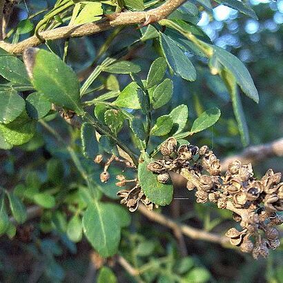 Zanthoxylum fagara subsp. lentiscifolium unspecified picture