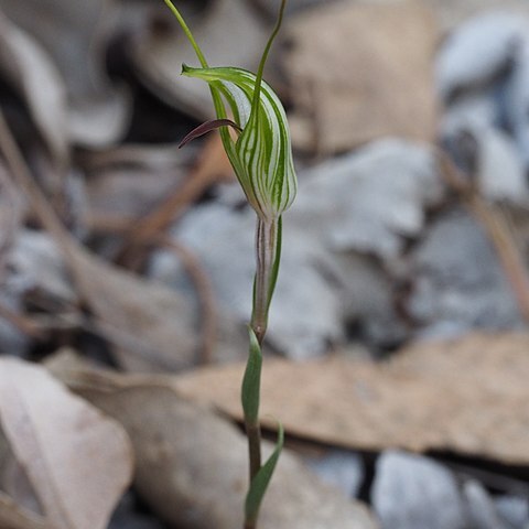 Pterostylis longicurva unspecified picture