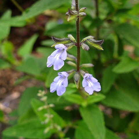 Salvia serotina unspecified picture