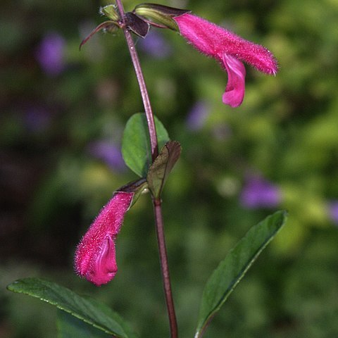 Salvia buchananii unspecified picture