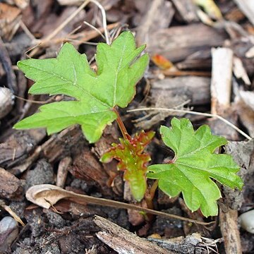 Ampelopsis glandulosa var. brevipedunculata unspecified picture