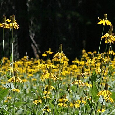 Rudbeckia californica unspecified picture