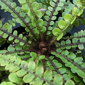 Blechnum fluviatile unspecified picture