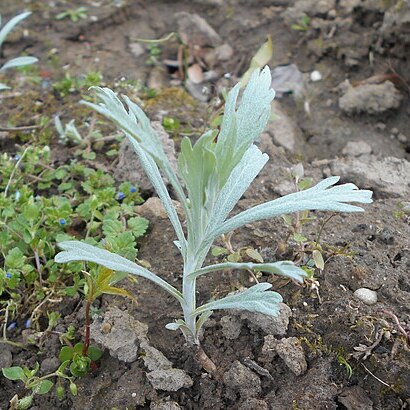 Artemisia ludoviciana subsp. candicans unspecified picture