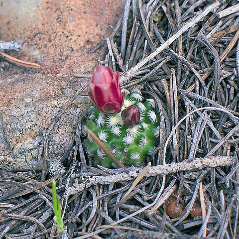 Pediocactus knowltonii unspecified picture