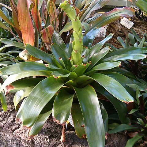 Glomeropitcairnia erectiflora unspecified picture