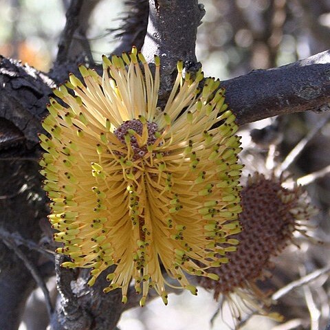 Banksia candolleana unspecified picture