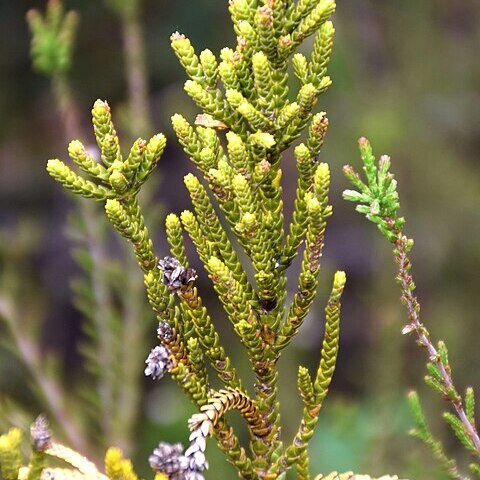 Veronica tetragona unspecified picture