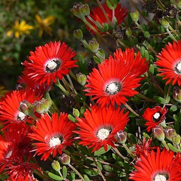 Drosanthemum speciosum unspecified picture