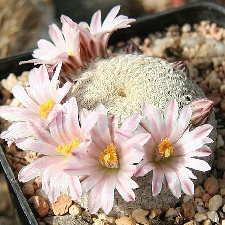 Mammillaria pectinifera unspecified picture