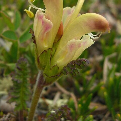 Pedicularis capitata unspecified picture