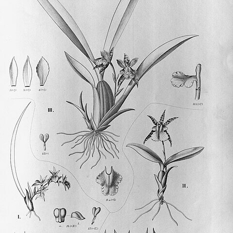 Trichopilia mutica unspecified picture