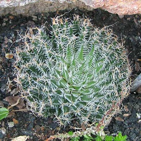 Haworthia arachnoidea unspecified picture