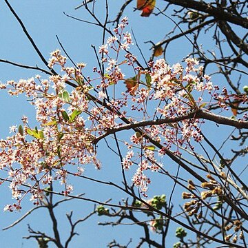 Lagerstroemia parviflora unspecified picture