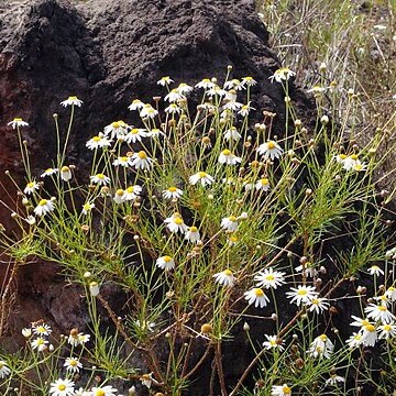 Argyranthemum gracile unspecified picture