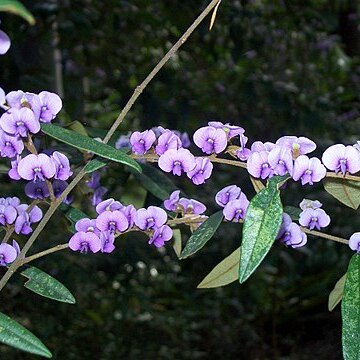 Hovea lanceolata unspecified picture