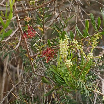 Amyema gaudichaudii unspecified picture