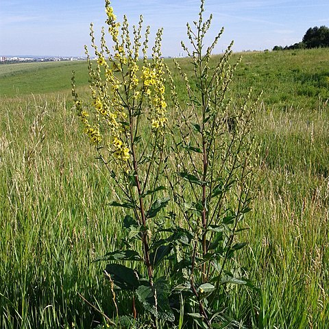 Verbascum chaixii subsp. austriacum unspecified picture