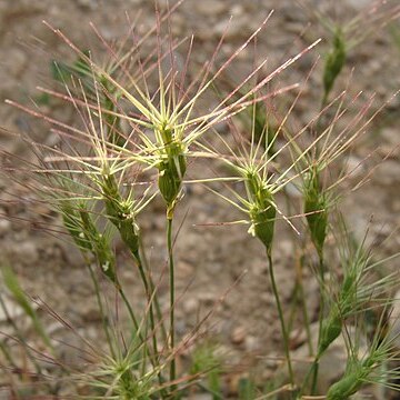 Aegilops biuncialis unspecified picture