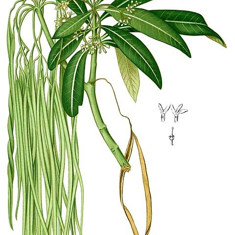 Alstonia spectabilis unspecified picture