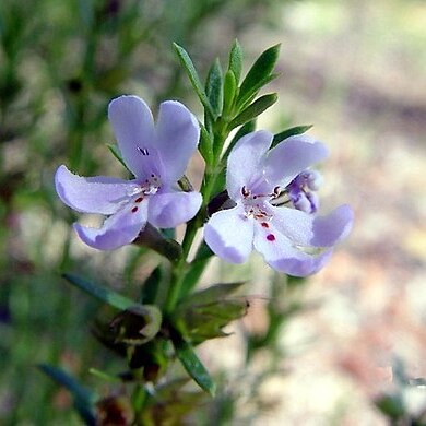 Westringia tenuicaulis unspecified picture